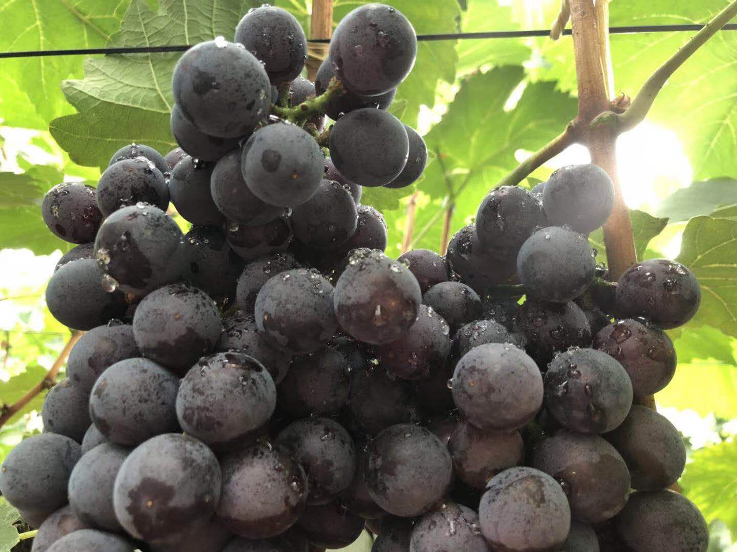 Cloud Zoom small image