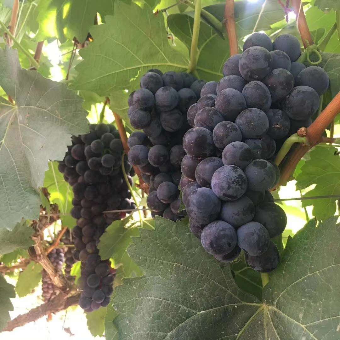 夏黑葡萄_20180525220336.jpg