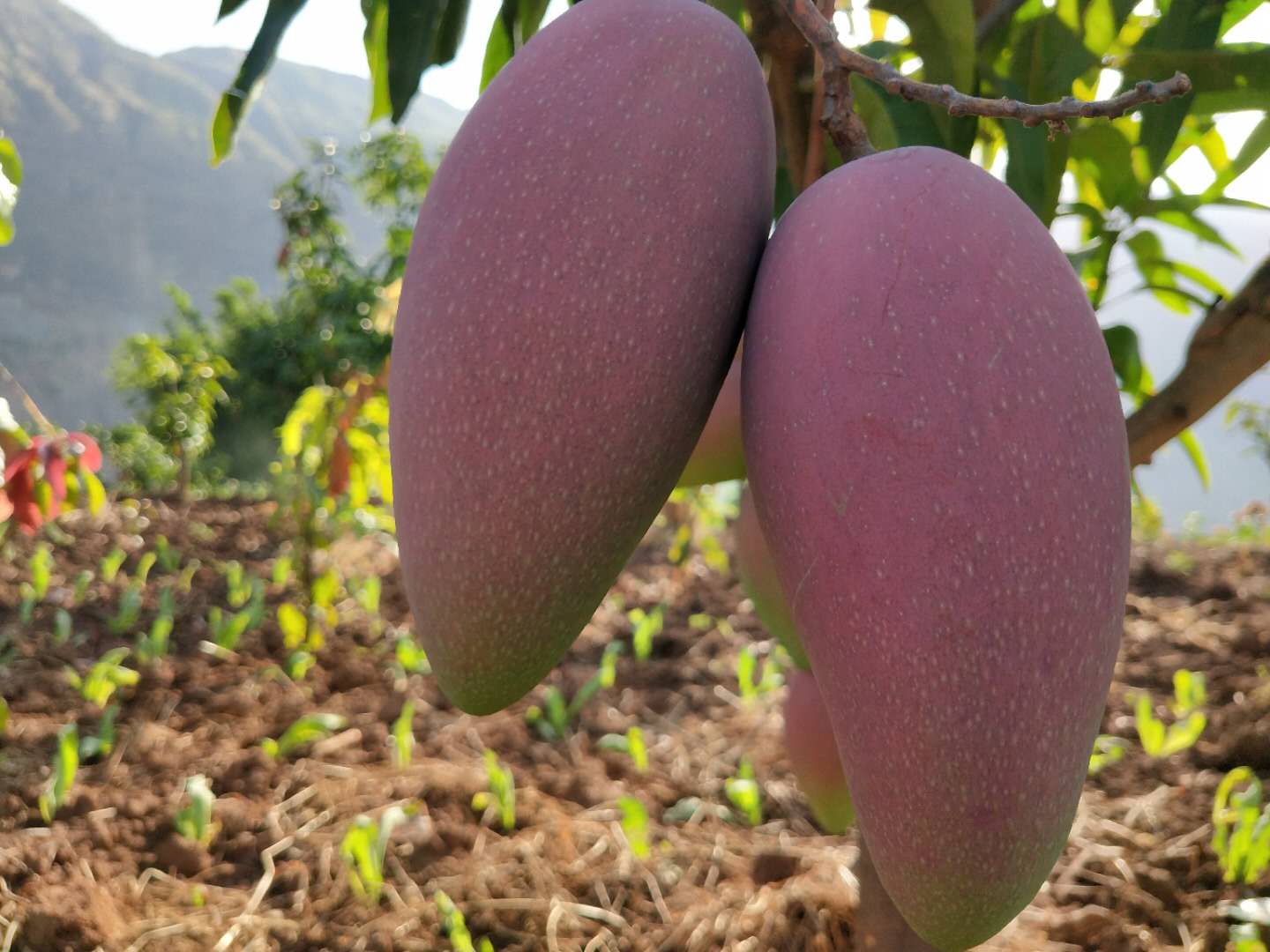 Cloud Zoom small image