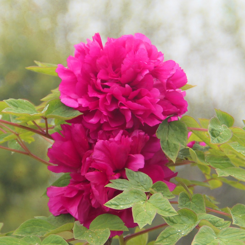 Cloud Zoom small image