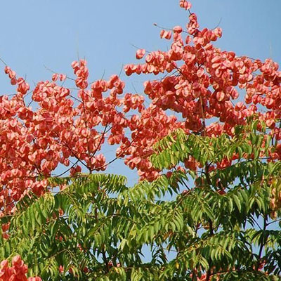 Cloud Zoom small image