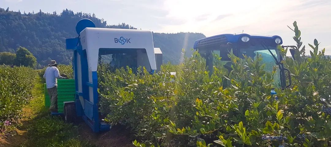 蓝莓机械化生产意义重大，但普及任重道远