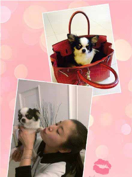 土豪明星用40万包拎小狗