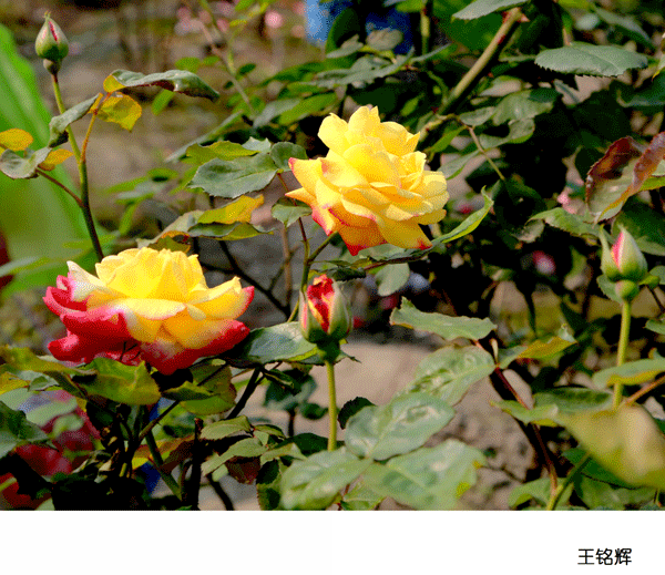 2017上期摄影班学员王铭辉作品