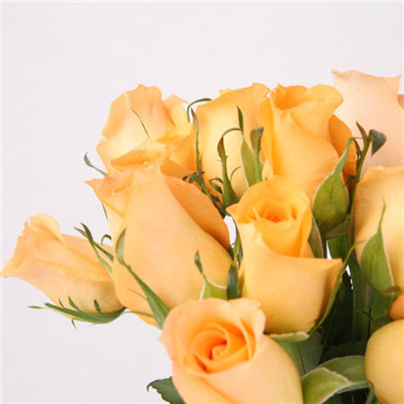 情人节婚庆用花橙色玫瑰