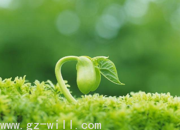 WE-SH-13(绿酚麴AZPG)