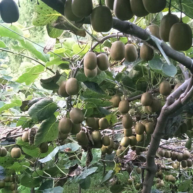 瞧这一个个好大个儿