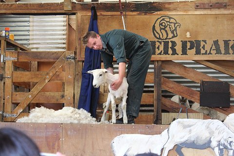 皇后镇农场自助