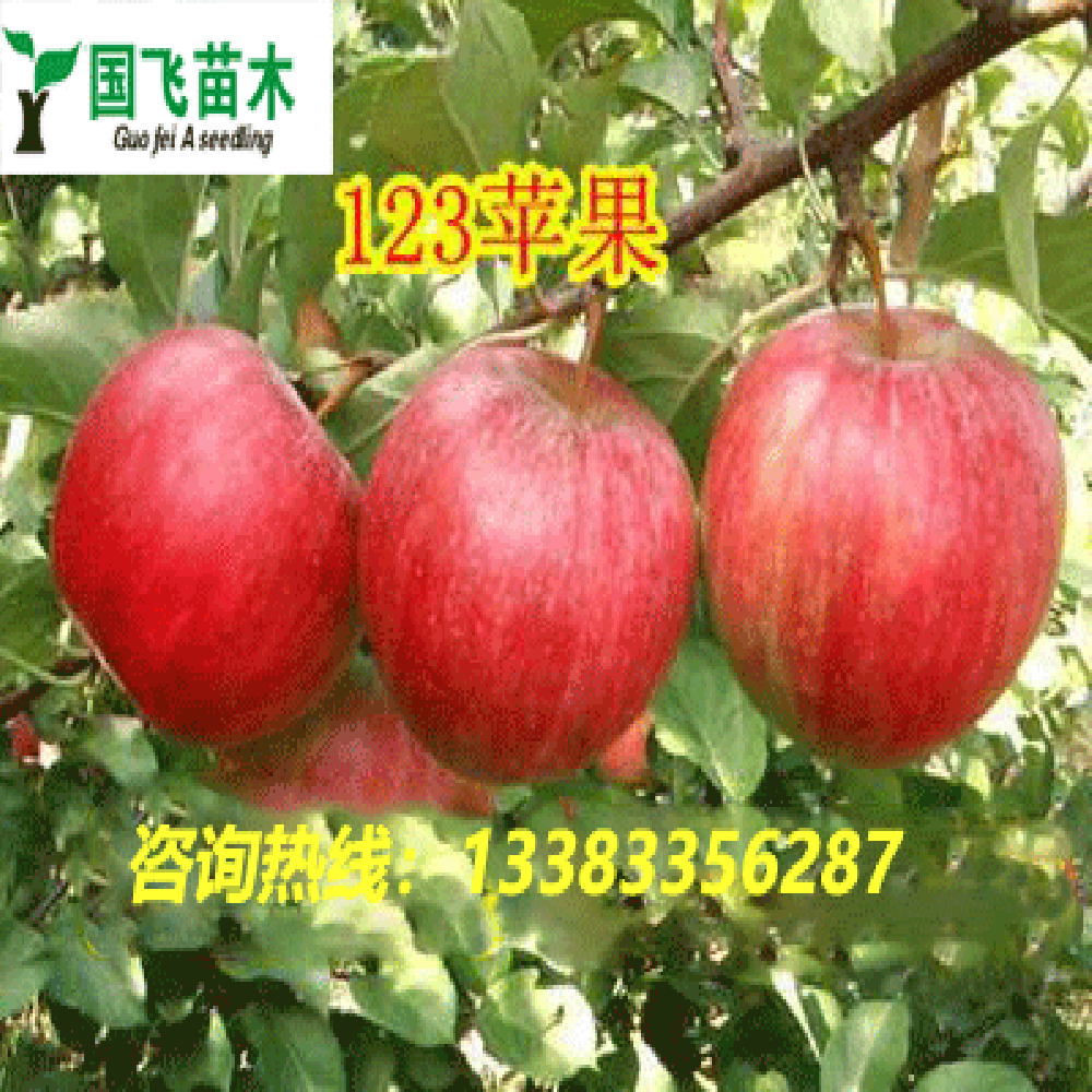 出售123小苹果树苗