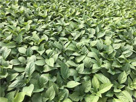辣椒苗_茄子种苗定植前后的2个注意事项