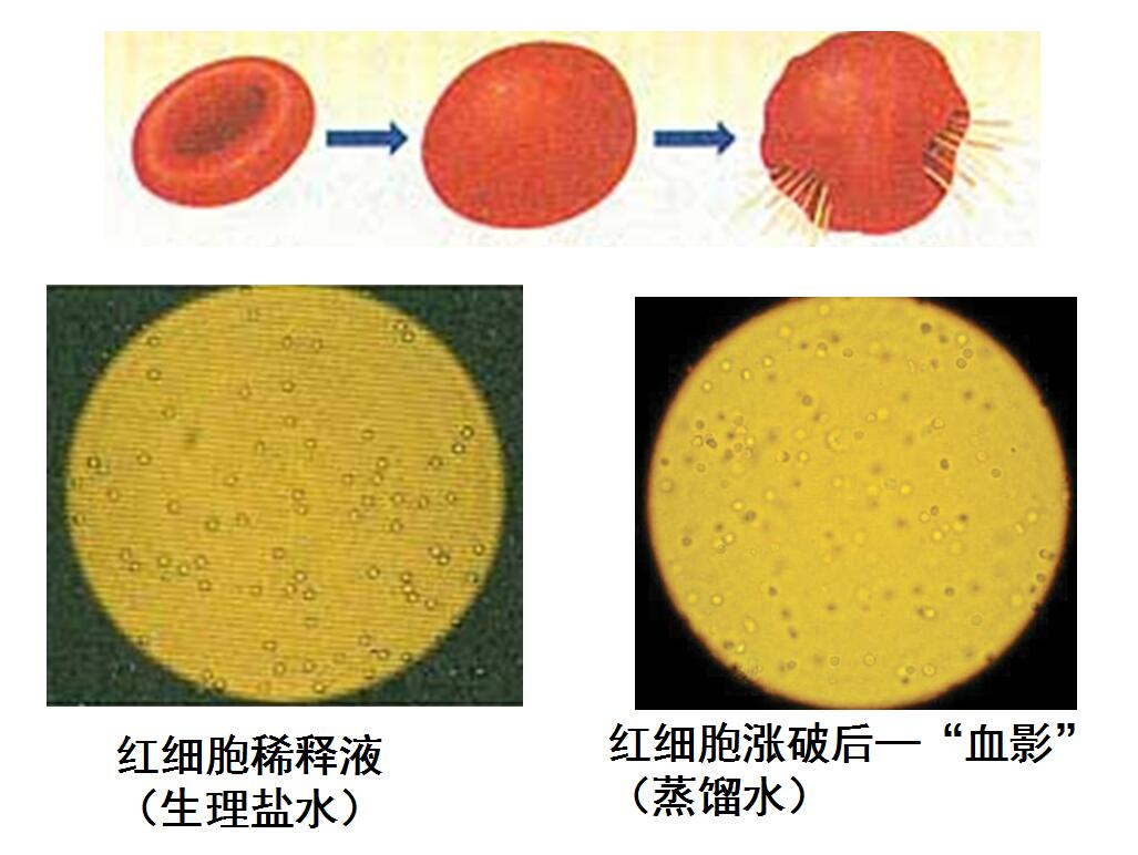 2.进行用哺乳动物红细胞制备细胞膜的实验. 3.