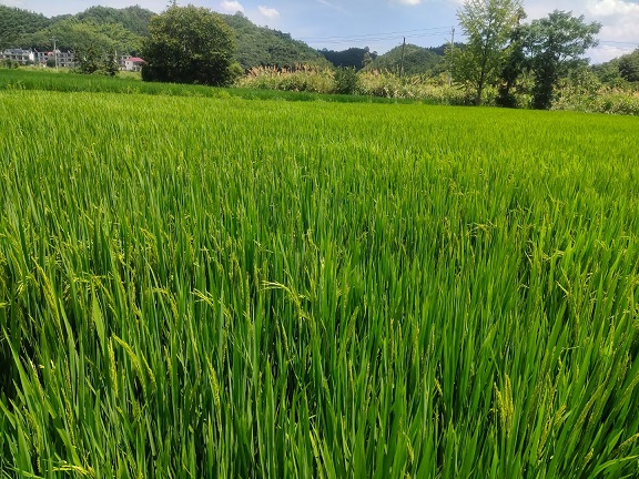 老苏服务日记2022年8月7日