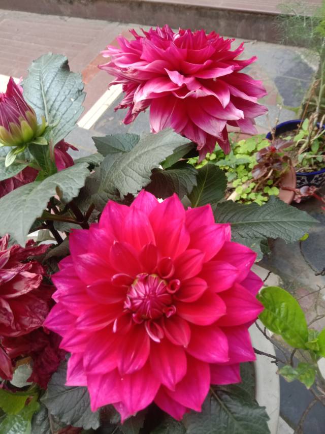 老苏服务日记2023年5月16日