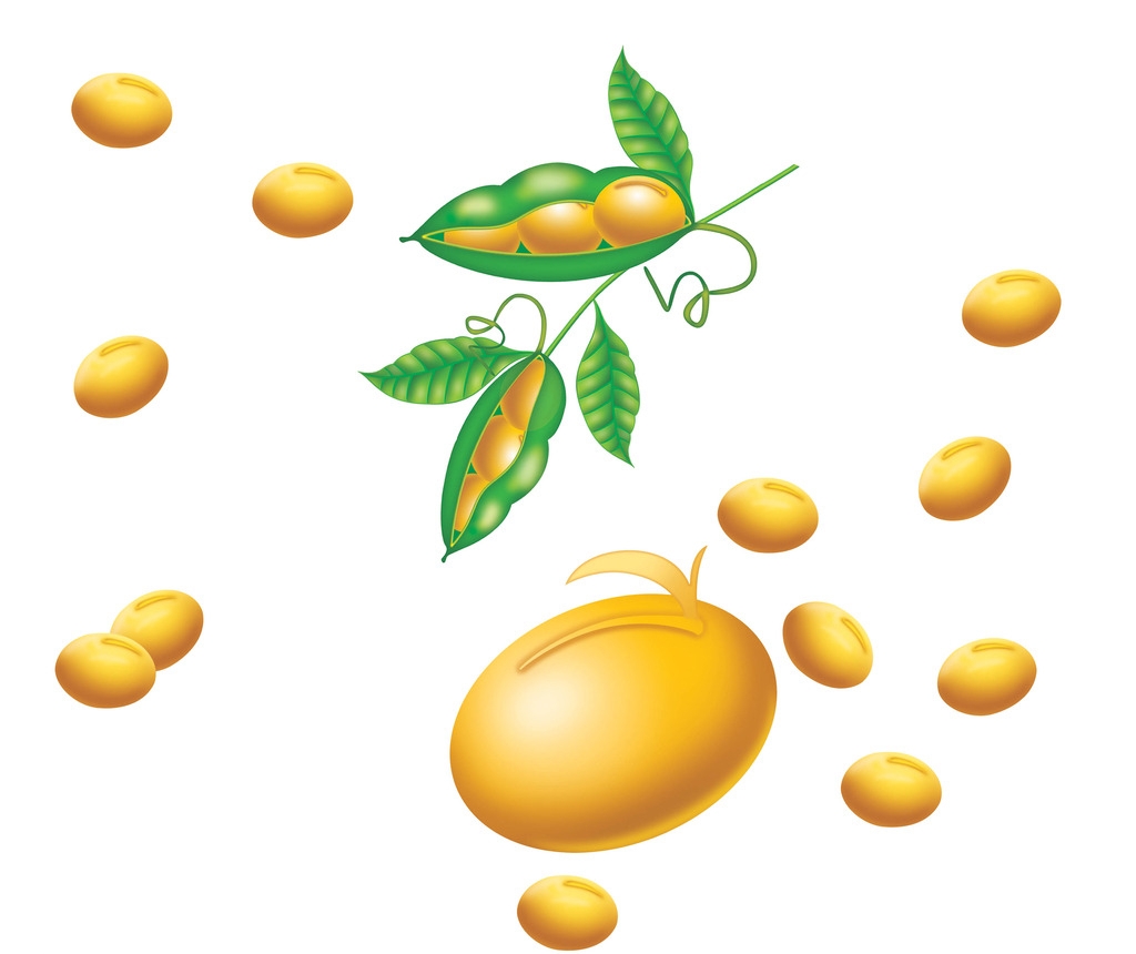 大豆中的卵磷脂还具有防止肝脏内积存过多脂肪的作用,从而有效地防治