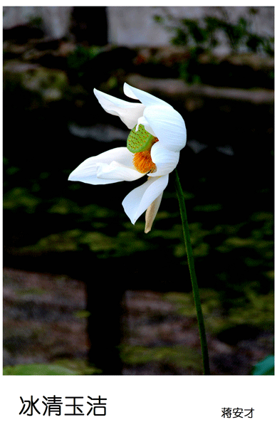 2019上期摄影班学员蒋安才作品1