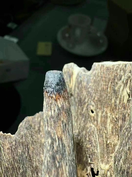 真沉香燃烧时香气温润、不刺鼻,还有淡淡回甜感 真沉香燃烧时香气温润、不刺鼻,还有淡淡回甜感