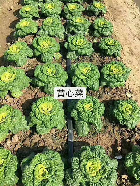 黄菊花白菜种子 黄心乌塌菜种子秋播蔬菜种子秋播白菜种子 乌塌菜种子 叶菜类种子 在线商城 多又奇种子网