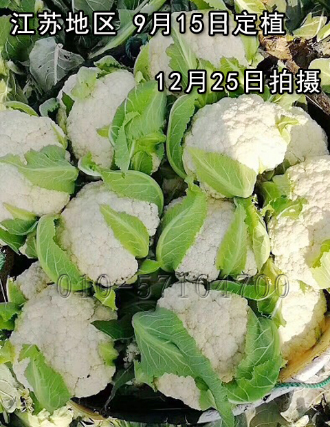 白松55松花菜种子 白菜花种子青梗松花菜种子花椰菜种子 花椰菜种子 在线商城 多又奇种子网