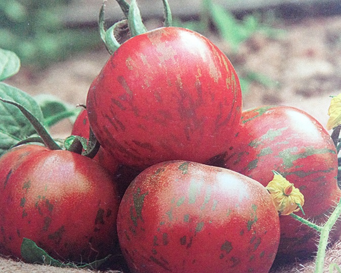 花皮球番茄种子|彩色小番茄种子 小西红柿种子-小番茄种子-番茄种子