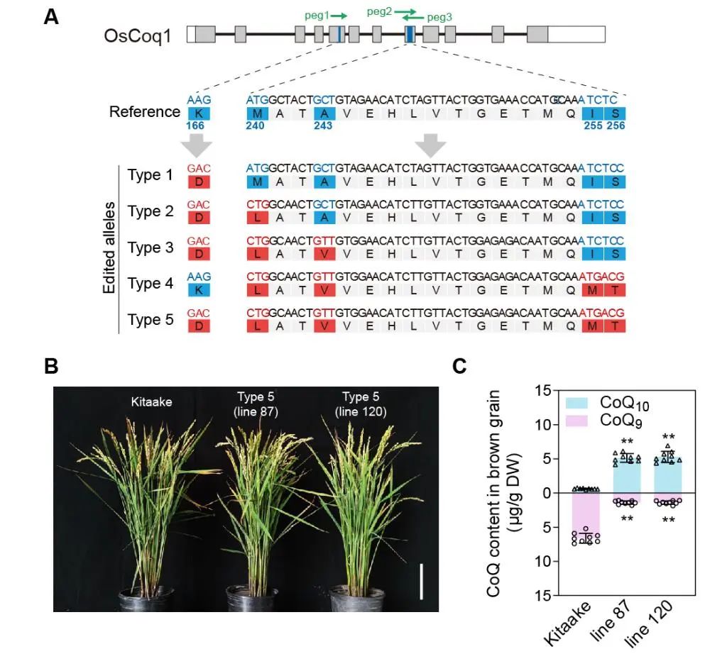 全球首个！成功创制→