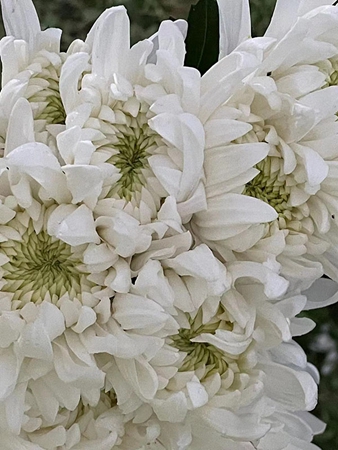 广州2023年最新款白菊花