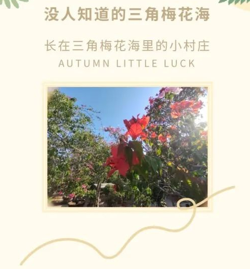 没人知道的三角梅海