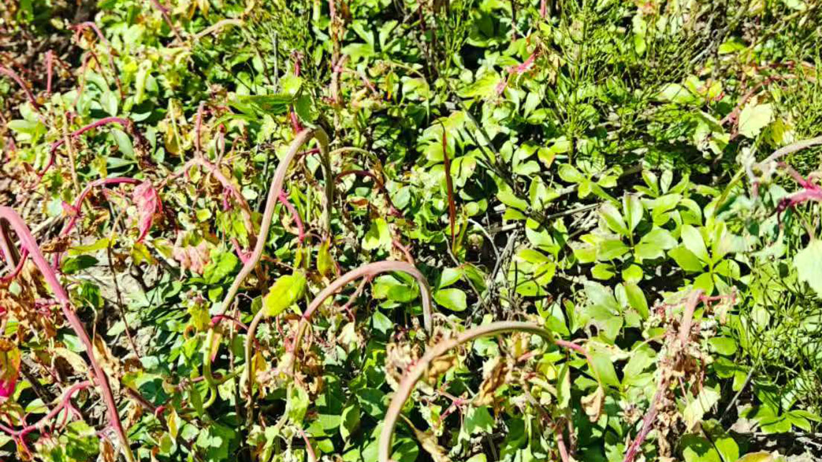 Cloud Zoom small image