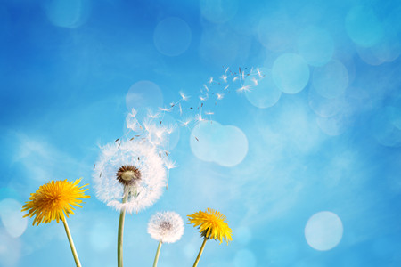 摄图网_400728697_蒲公英（非企业商用）_副本.jpg