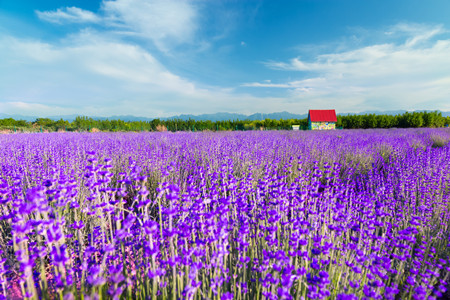 摄图网_501630146_薰衣草园（非企业商用）_副本.jpg