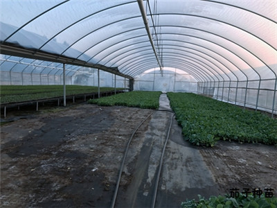 专业蔬菜大棚培育蔬菜种苗