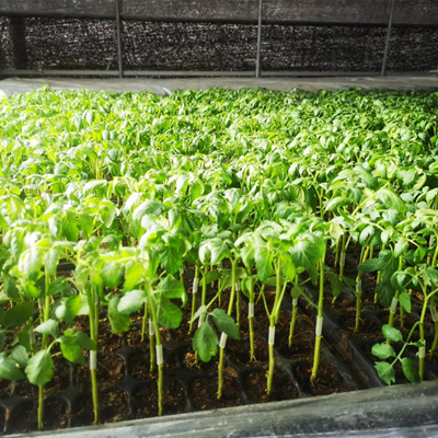 探索高质量种苗挑选方法 - 品种筛选技术结合