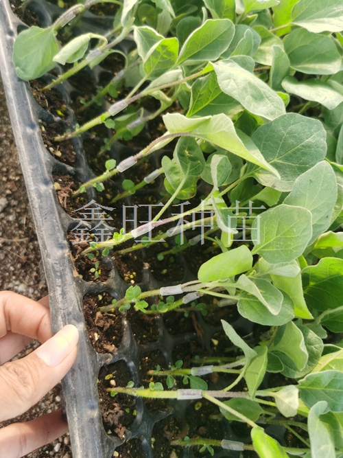 提高嫁接茄子成活率的5个关键措施