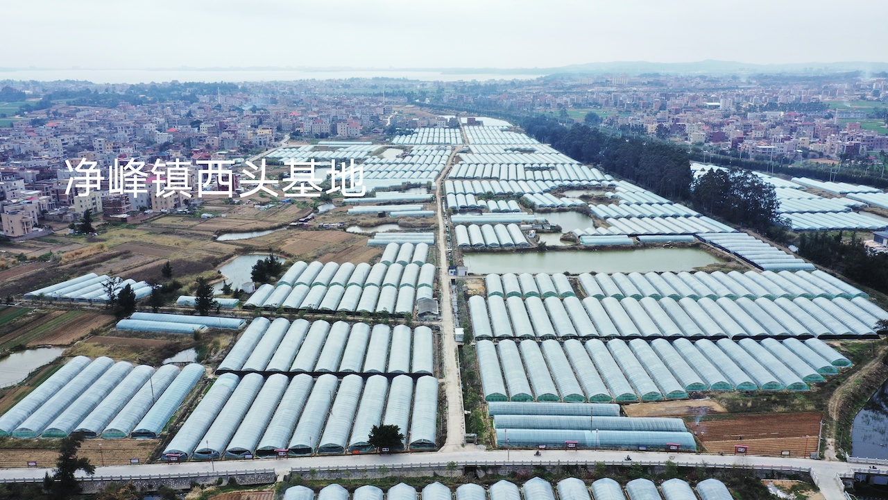 净峰镇西头基地