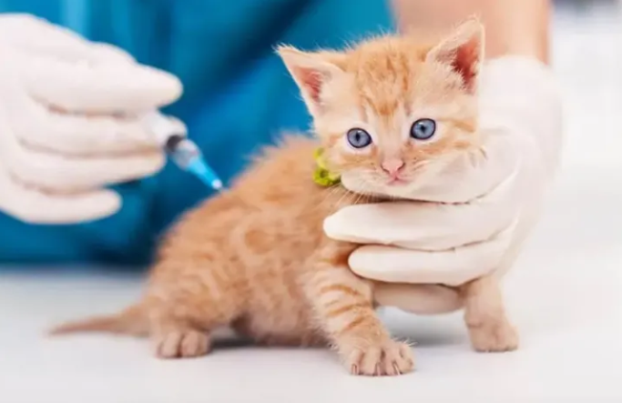 我的猫什么时候需要疫苗？附猫疫苗时间表(兽医版)