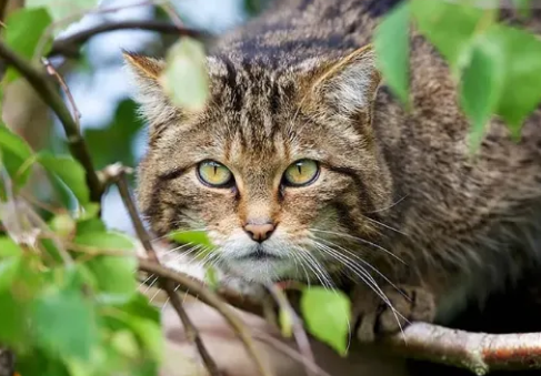 大型猫科动物和野猫也喜欢猫薄荷吗？答案会让你大吃一惊！