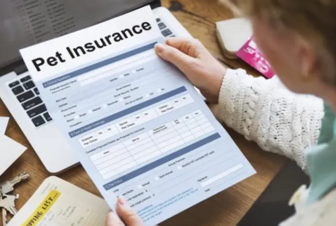 宠物保险给猫保什么？你需要知道的一切！