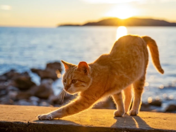 猫咪为什么喜欢晒太阳