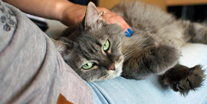 当你不在时，猫咪如何表达“想你”