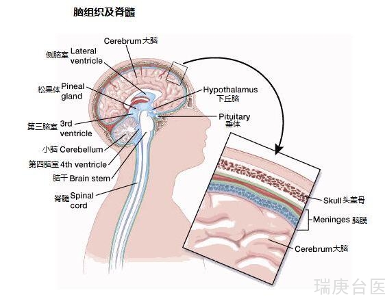 案例 | 硼中子俘获治疗恶性胶质瘤前景