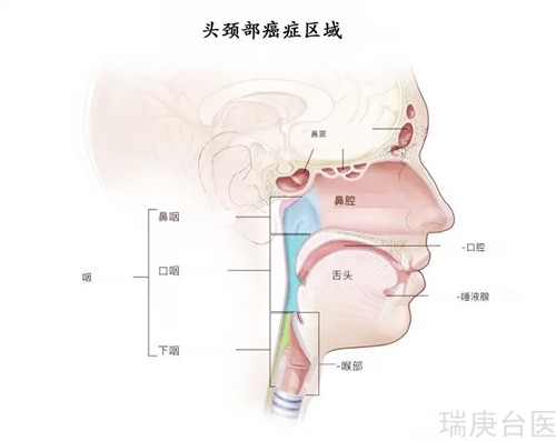 臺灣質子治療 | 頭頸鱗癌放療新標準