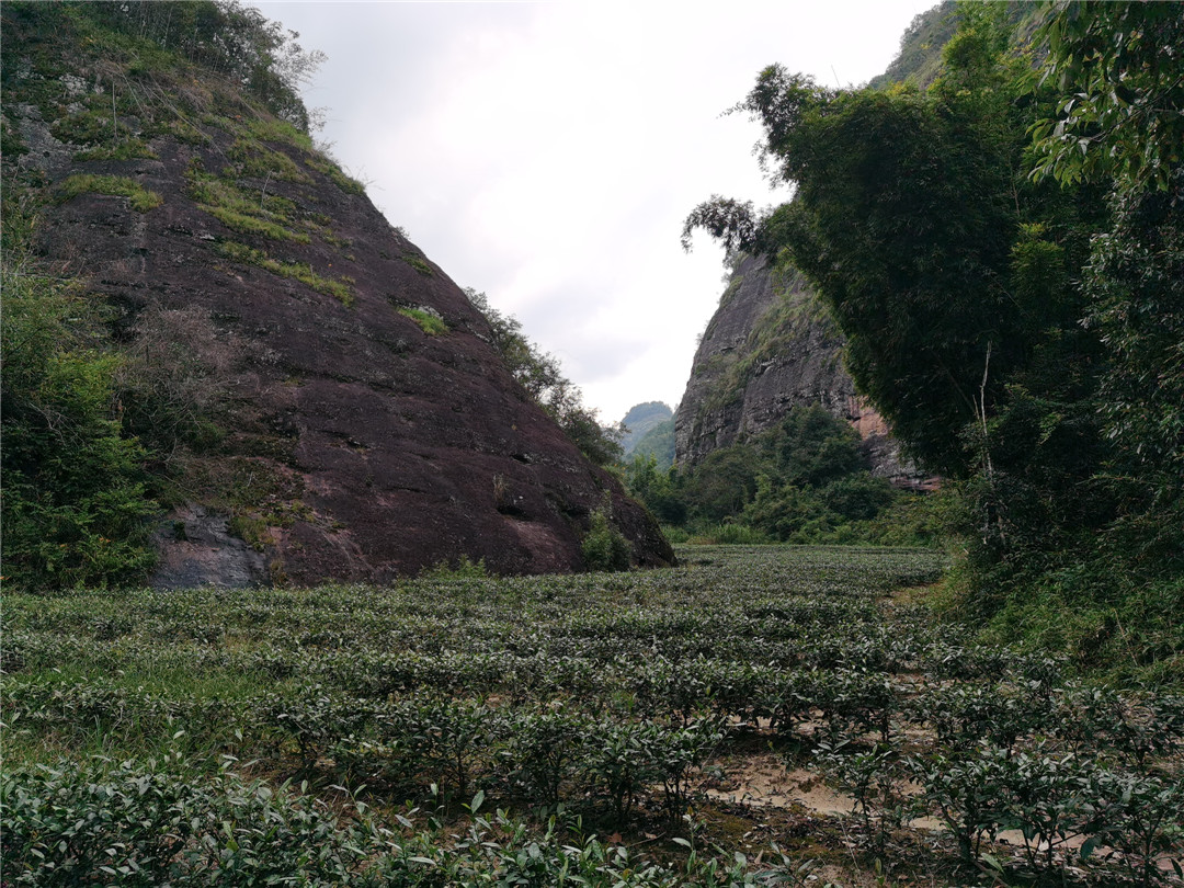 石马上岩茶