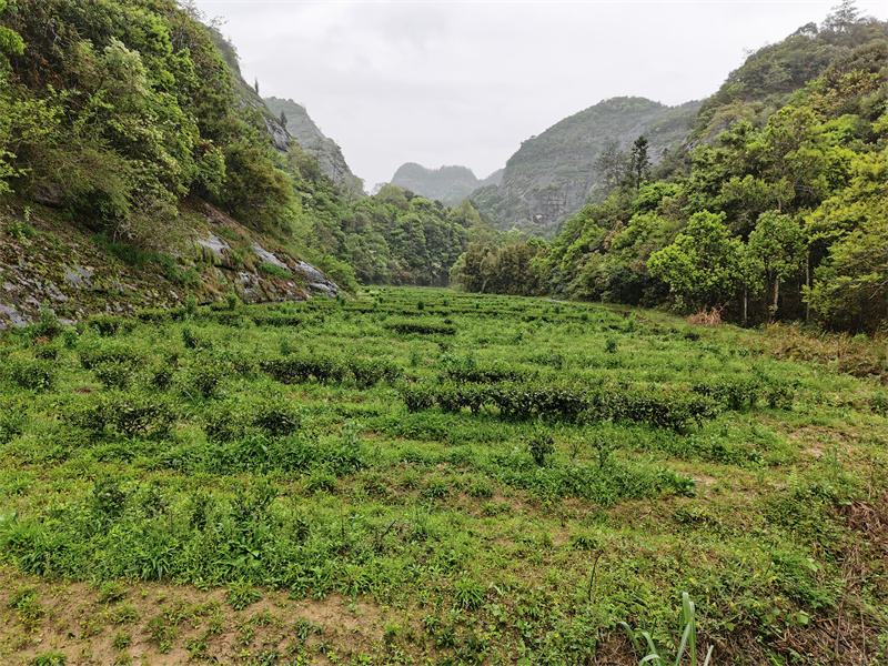 应石观茶山