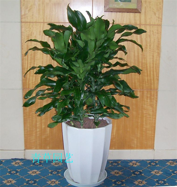 Cloud Zoom small image