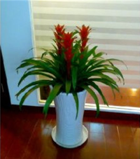 Cloud Zoom small image