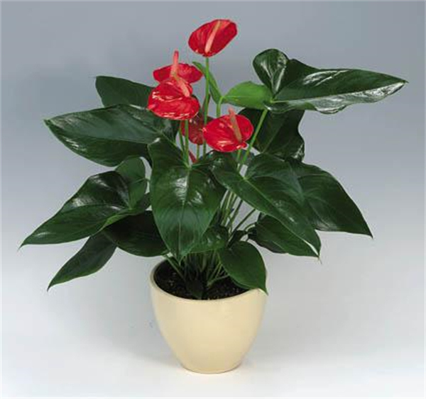 Cloud Zoom small image