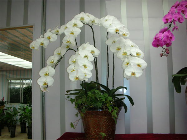 Cloud Zoom small image