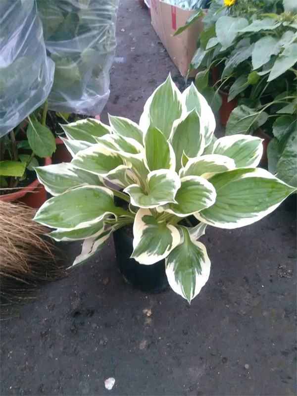 Cloud Zoom small image