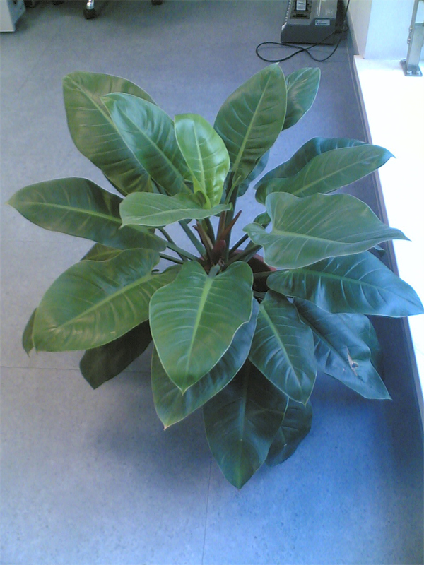 Cloud Zoom small image