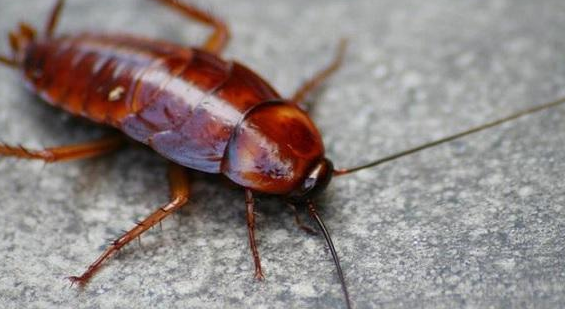 鄭州工廠滅蟑螂公司