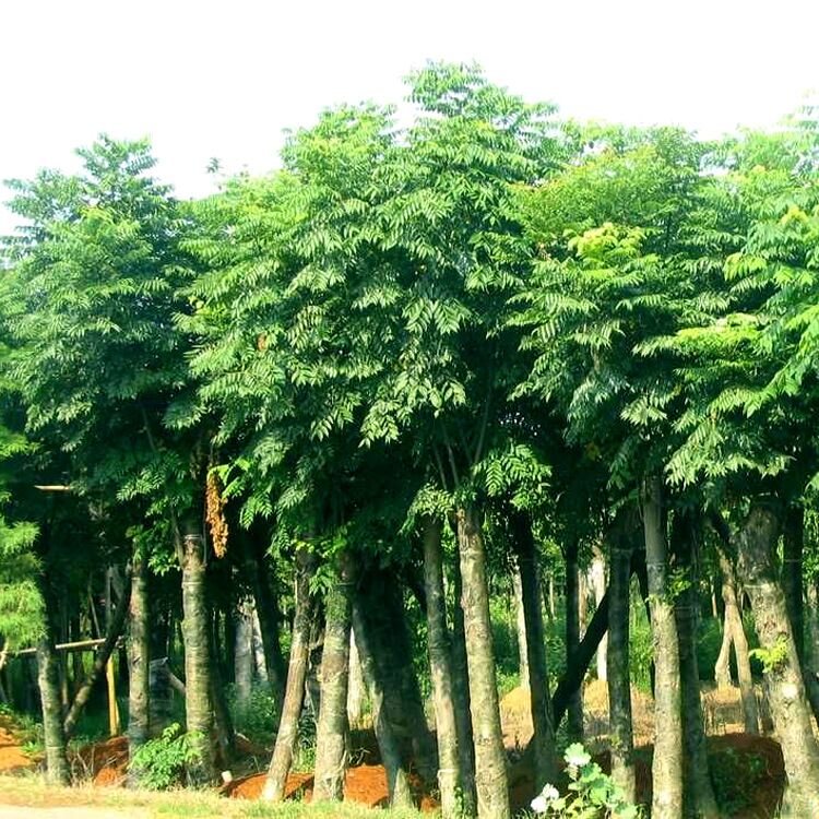 栾树